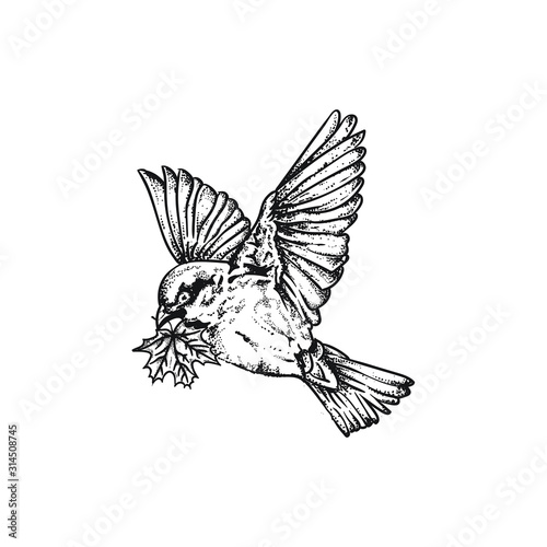 colibri flaying birds vector drawing