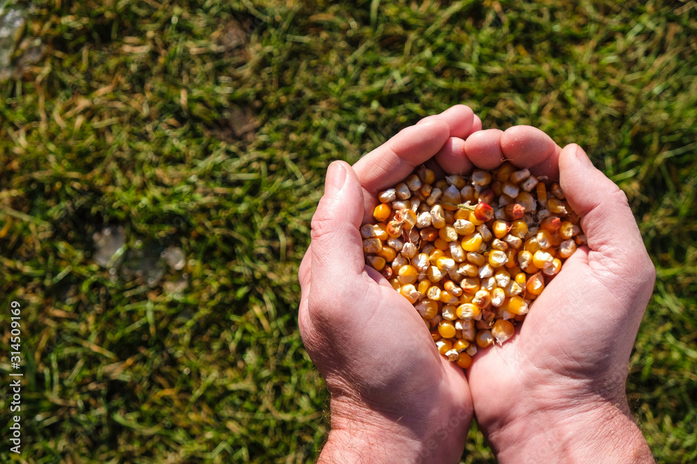 Corn grain in strong male palms on a background of green grass. Preparation for sowing. Focused hands. Copy space. Corn grain in strong male palms on a background of green grass. Preparation for sowing. Focused hands. Copy space.