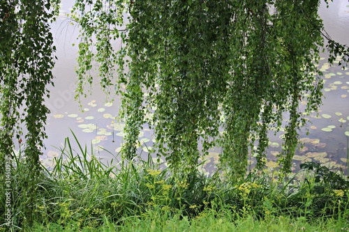 Willow green branches bend low over the smooth surface of the water