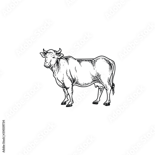 angus, cow animal farm vector