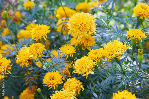 Tagetes erecta  commonly called tagete  a species of the Asteraceae family. Marigold flower  Mexican  Aztec or African marigold  in the garden.