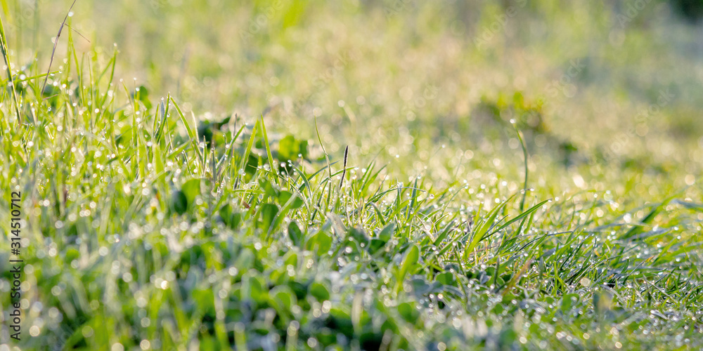 green grass in morning dew. beautiful springtime nature scenery in the morning green grass in morning dew. beautiful springtime nature scenery in the morning