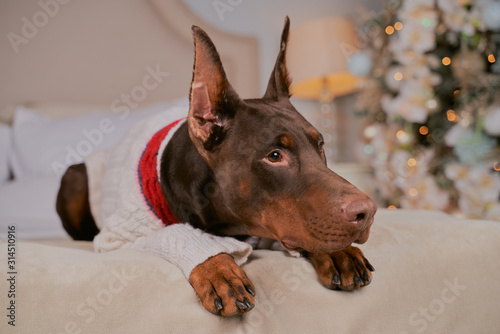 Doberman brown color standing ears, long slender legs, lying on bed, wearing fashionable warm knitted sweater. Free space advertising text. Close-up portrait of dogs muzzle. Horizontal shot of animal © EverGrump