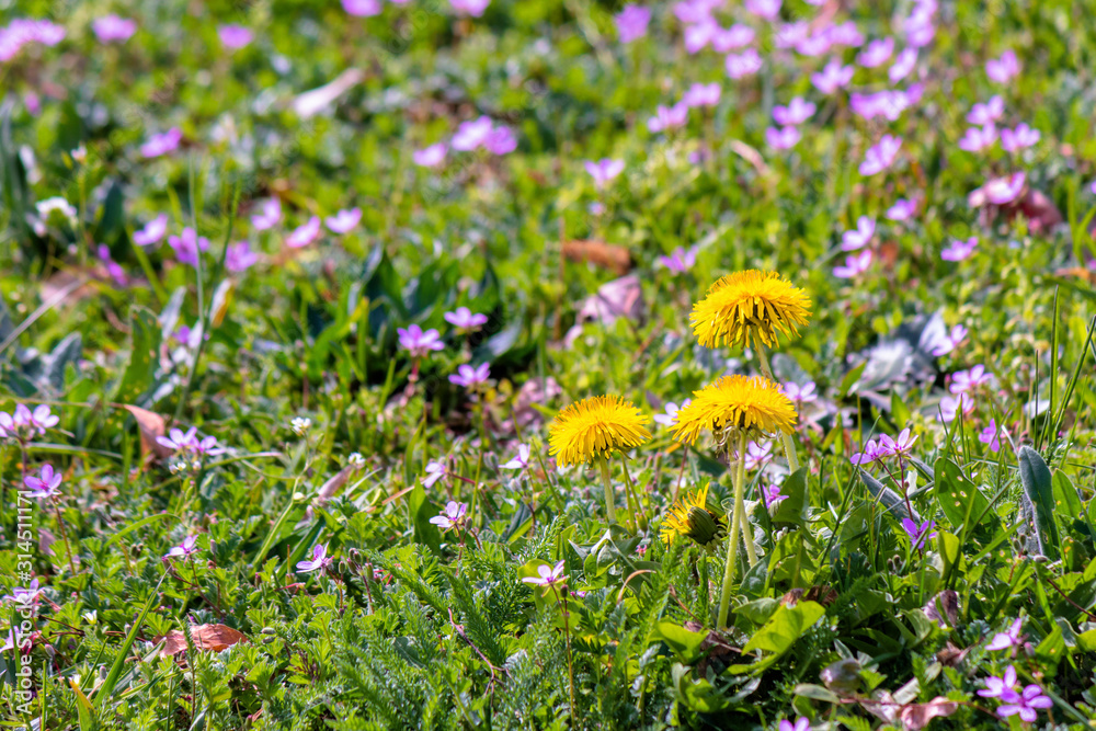 yellow dandelion flowers in the green grass among purple germander speedwell. common flowering weeds.  springtime nature background on a sunny day.