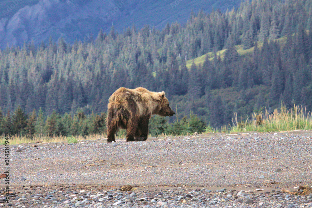 Alaska Grizzly Bear with mountains in the background Alaska Grizzly Bear with mountains in the background