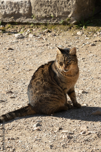 homeless cat with one eye sits in a park on the ground