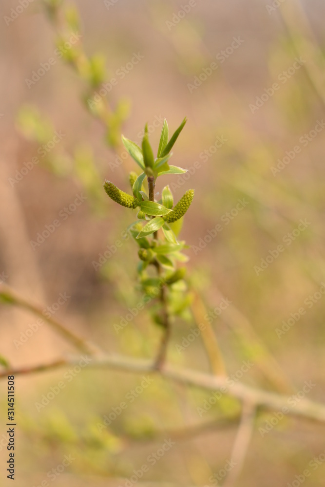 clothespin covered with snow, one clothespin on a rope in winter