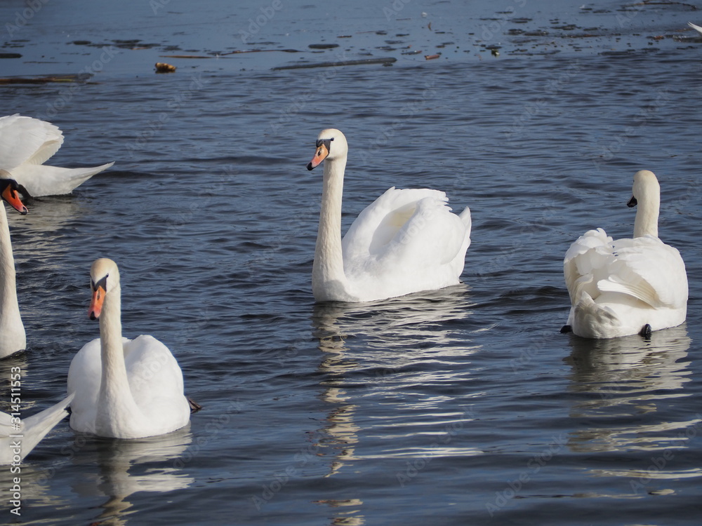 swans on lake	