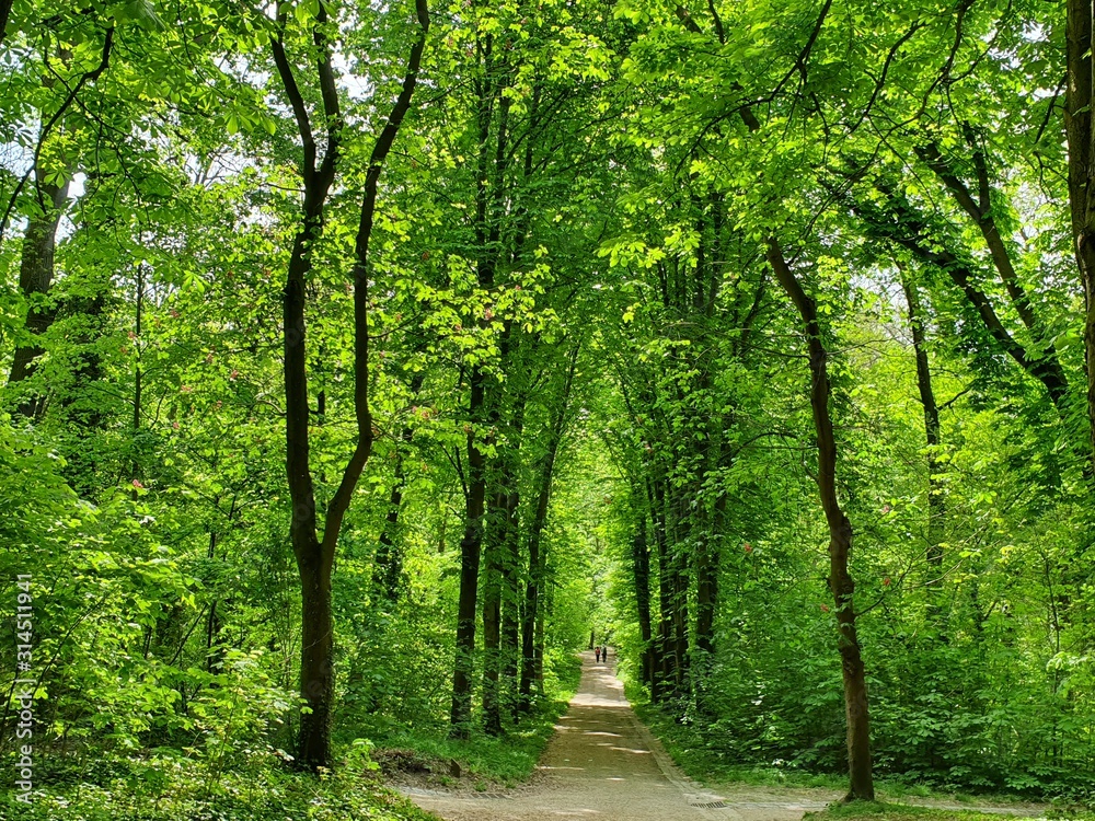 Naklejka premium park_nature