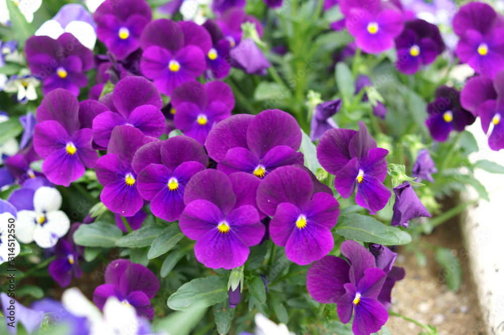 Many viola flowers on flowerbed