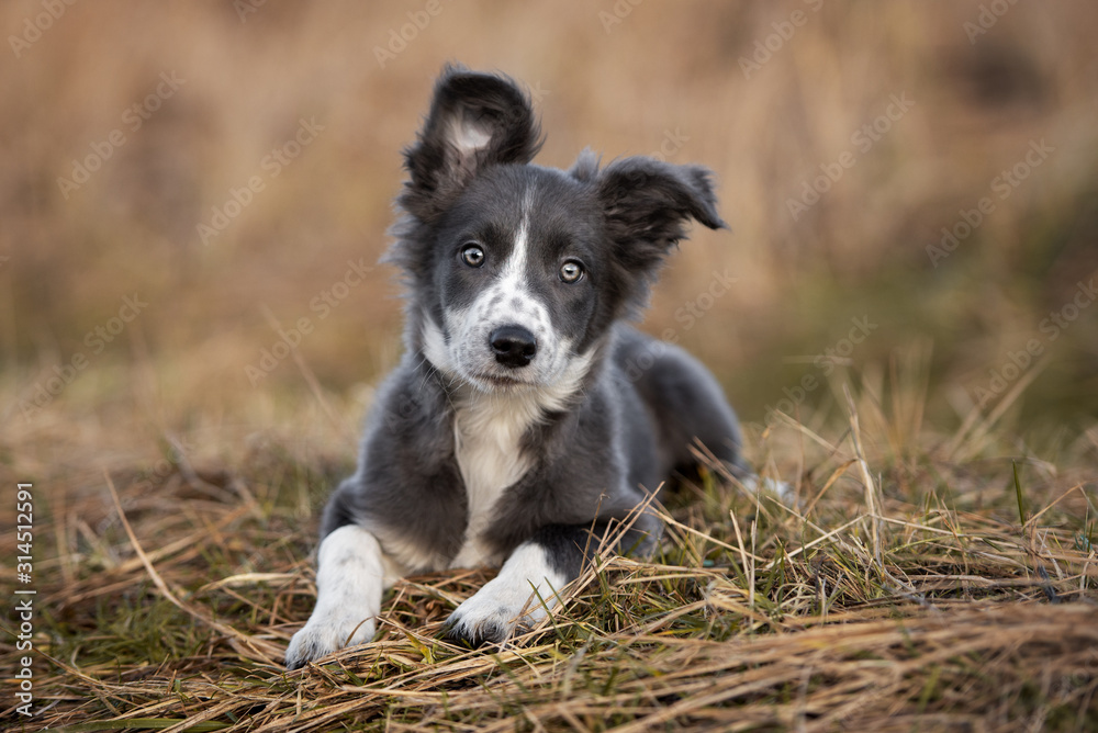 grey and white border collie puppy lying outdoors