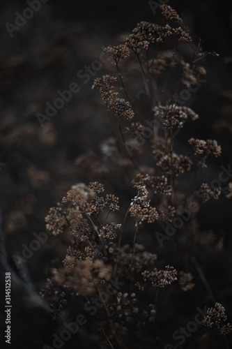 Dry Autumn Grass © Olga