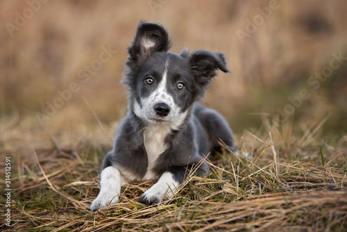 Canvas grey and white border collie puppy lying outdoors