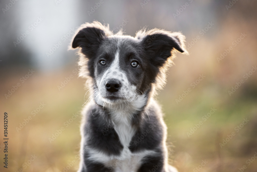 beautiful grey and white border collie puppy portrait outdoors
