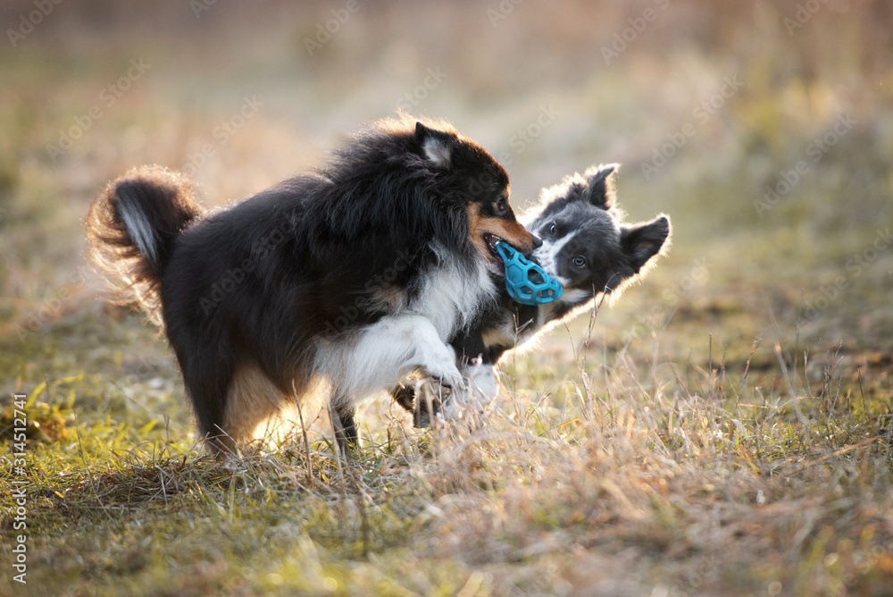 two active dogs playing tug with a toy ball outdoors