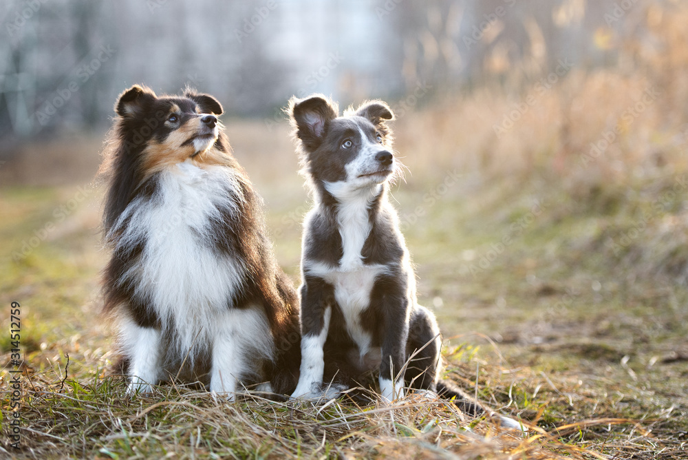 Obraz premium two dogs sitting together outdoors, shetland sheepdog and border collie puppy