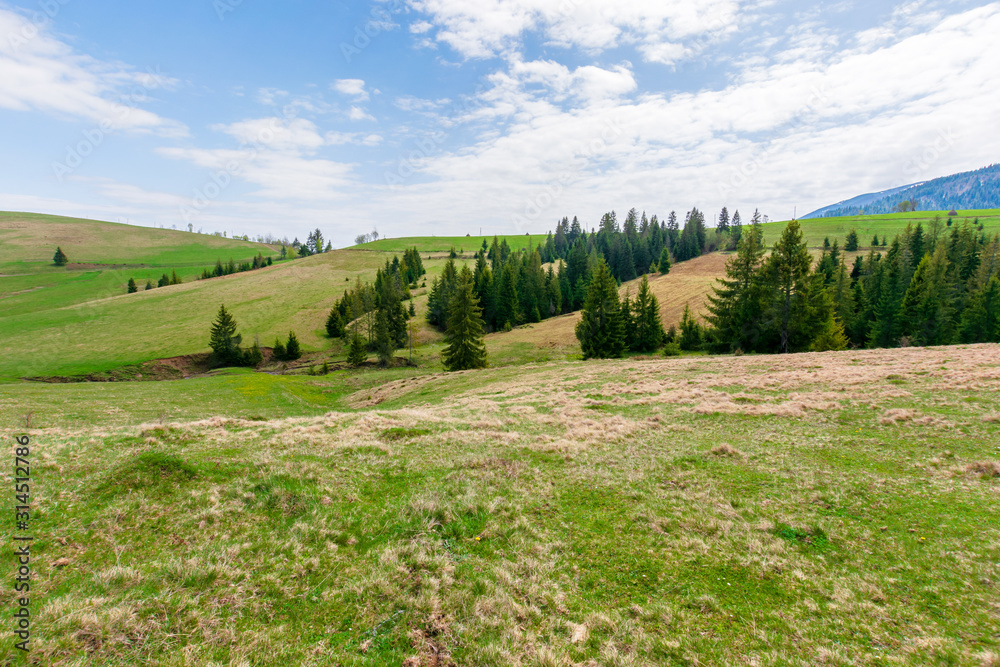 Obraz premium rolling hills of carpathian countryside in spring. beautiful rural landscape of ukraine. green grassy meadows and fluffy clouds on the blue sky