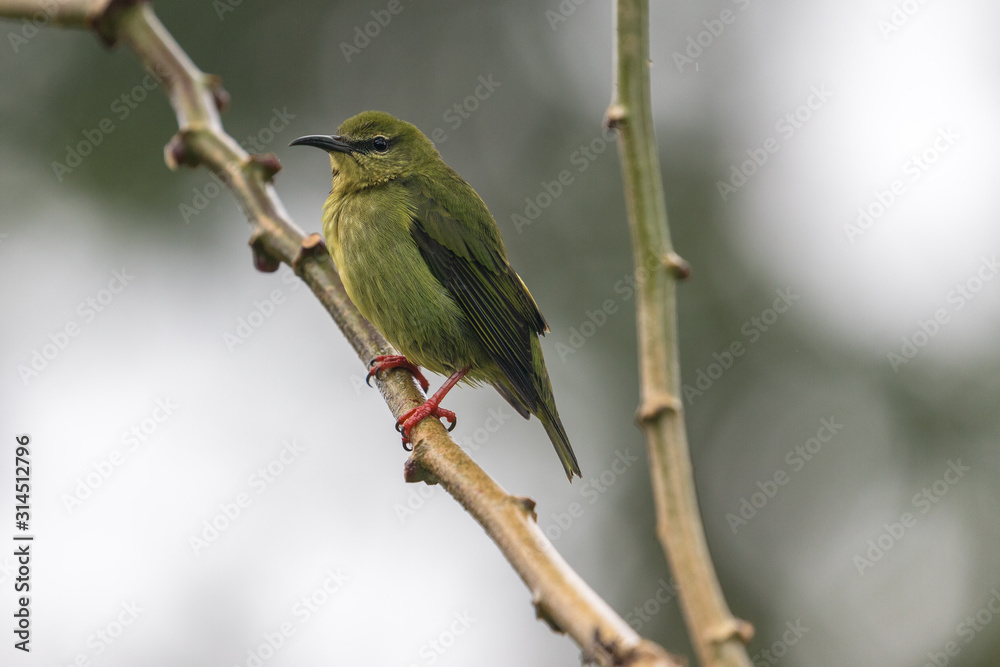Female Red-legged Honeycreeper (Cyanerpes cyaneus) on a branch in rain forest, La Fortuna Costa Rica Female Red-legged Honeycreeper (Cyanerpes cyaneus) on a branch in rain forest, La Fortuna Costa Rica