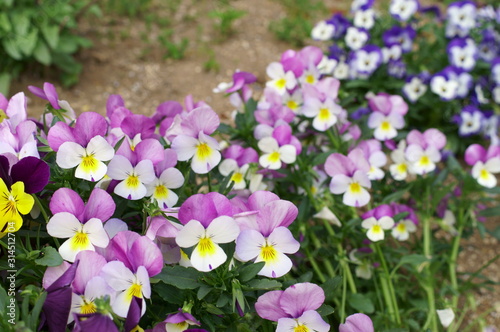 Many viola flowers on flowerbed