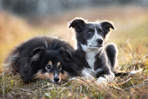 Canvas Print two dogs lying down together outdoors, shetland sheepdog and border collie puppy