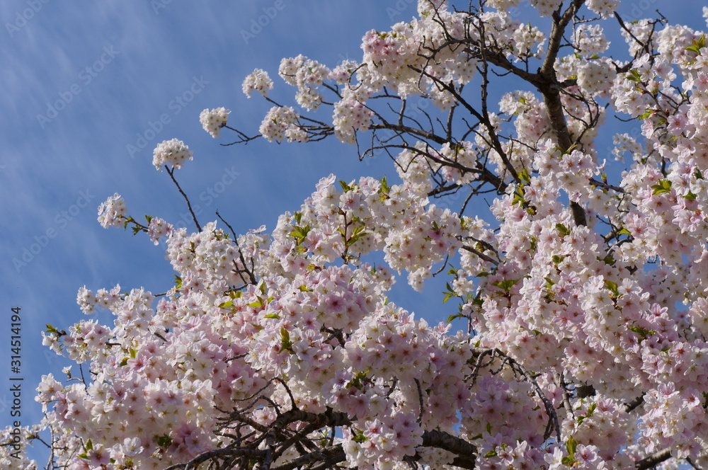 Cherry Blossom Full bloom spring