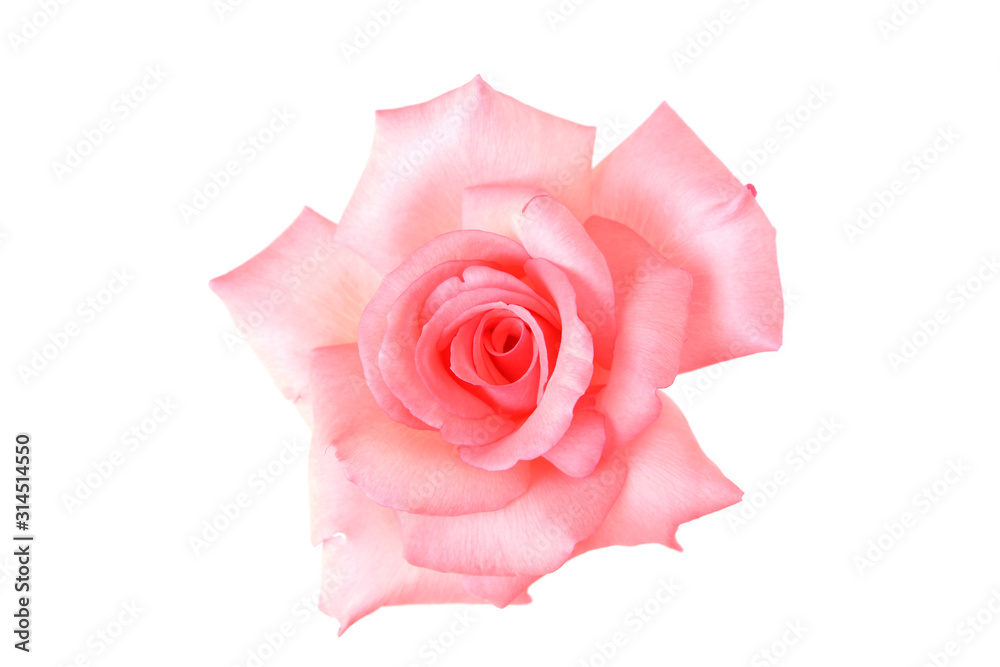 Delicate pink rose with isolated white background Delicate pink rose with isolated white background