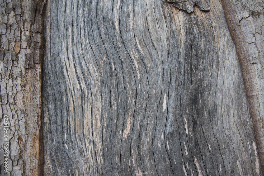 Textura de madera de árbol natural Textura de madera de árbol natural