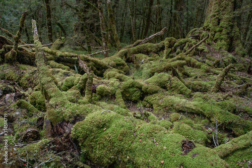 Tropical rain forest. Moss. Milford Souns Highway. Te Anau.New Zealand