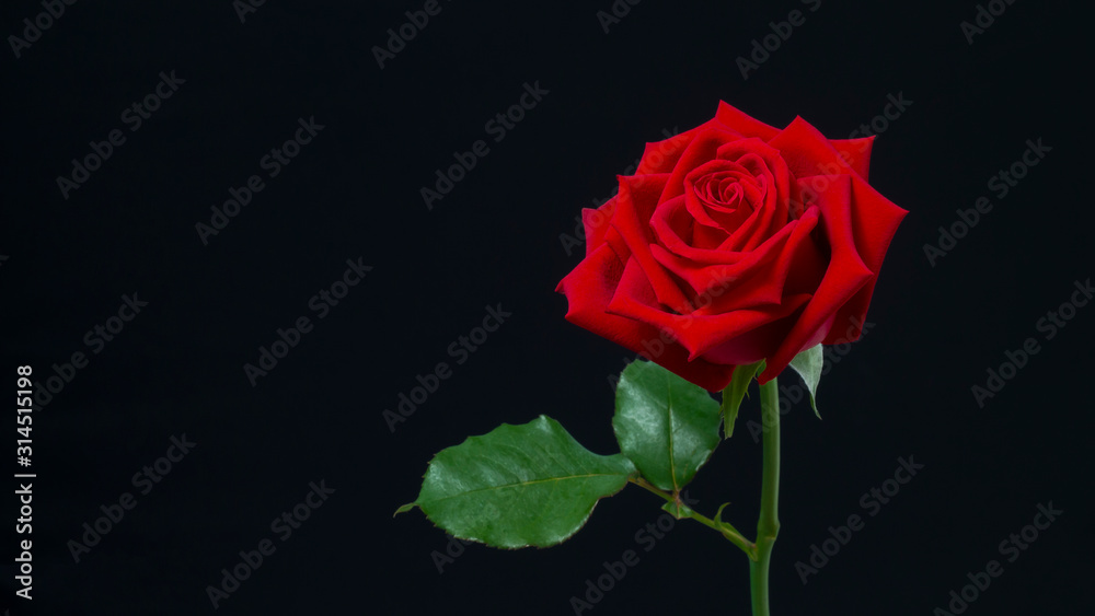 Red rose on a black background. Red rose on a black background.