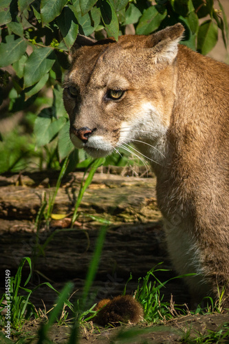 Puma / Onça Parda (Puma concolor)