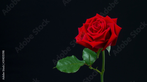 Fototapeta Naklejka Na Ścianę i Meble -  Red rose on a black background.