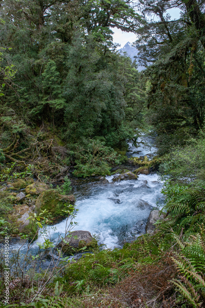 Milford Sound. Fjordlands. New Zealand. Tropical rain forest. Creek