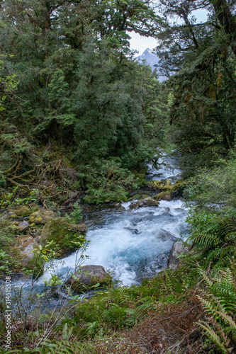 Milford Sound. Fjordlands. New Zealand. Tropical rain forest. Creek