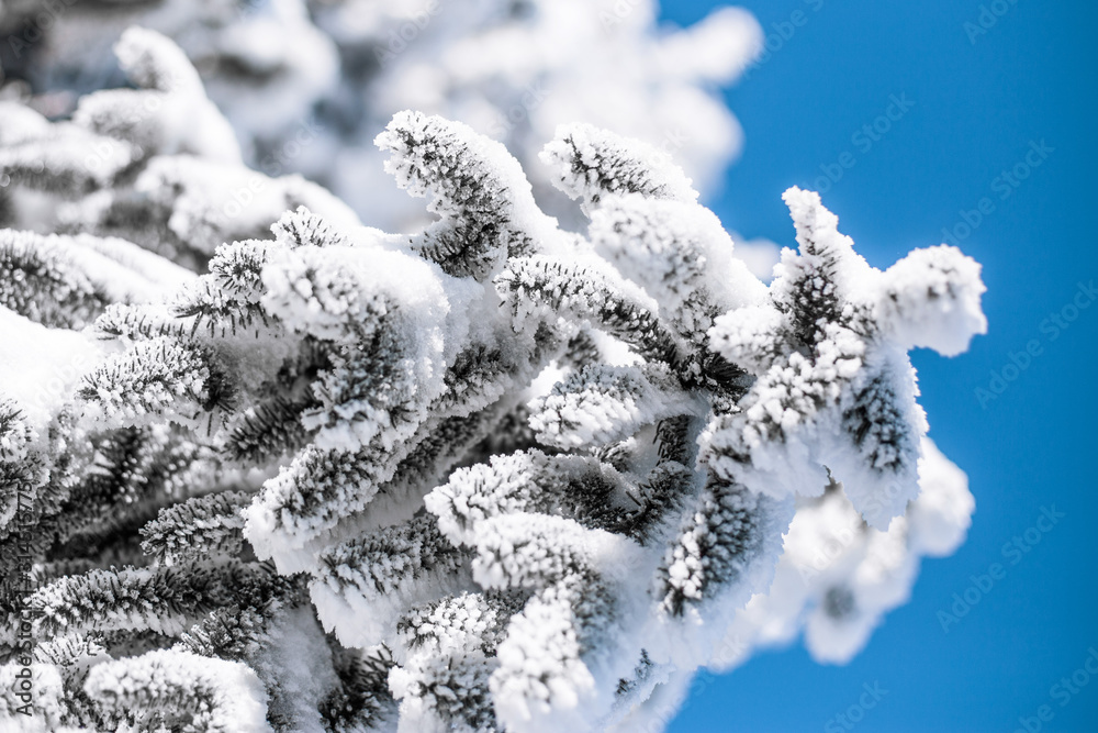 Christmas evergreen spruce tree with fresh snow on white. Christmas background.