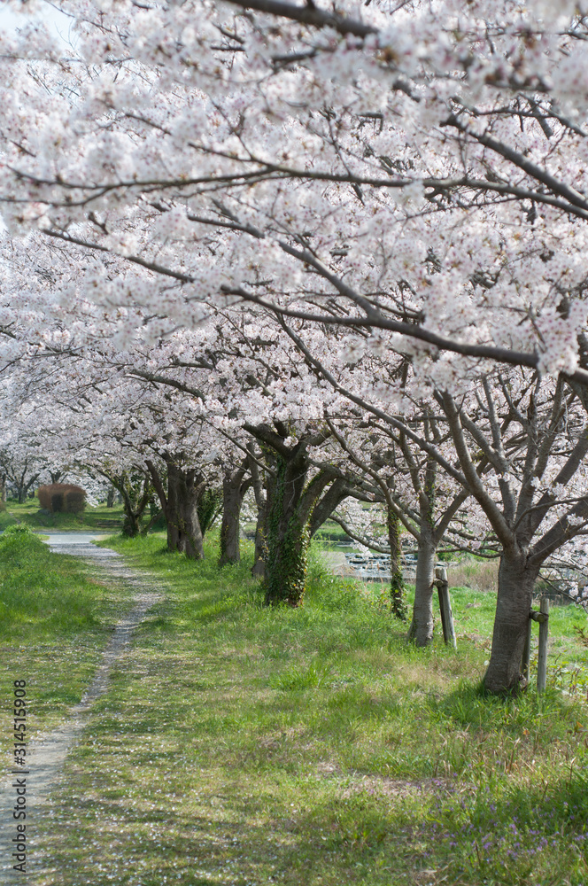 桜並木 並木道 満開の桜 背景用 川沿い 久山 桜 25s Dsc 8690 コピー1 Nef Stock Photo Adobe Stock