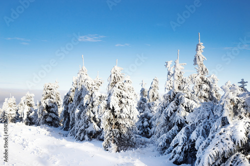 Beautiful winter landscape with snow covered trees. Christmas background