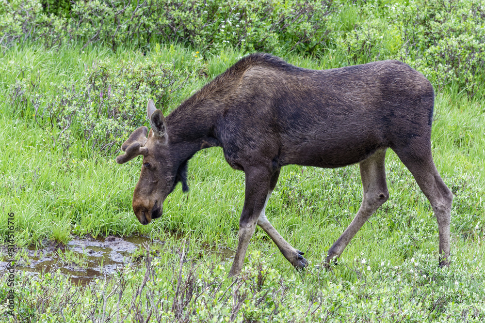 Shiras Moose in Colorado. Shiras are the smallest species of Moose in North America Shiras Moose in Colorado. Shiras are the smallest species of Moose in North America