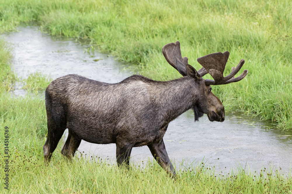 Colorado Wildlife. Moose in a Rain Storm.  Shiras are the smallest species of Moose in North America
