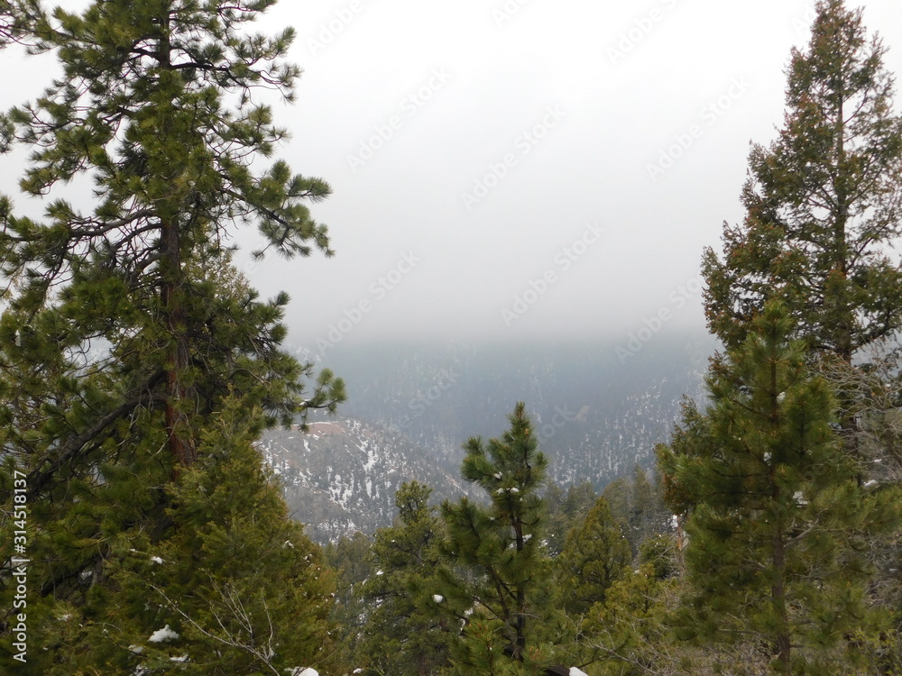 morning in the forest