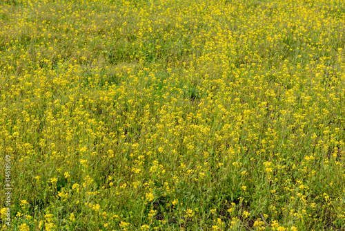Scenery landscape of mustard field, Pahalgam, Jammu and Kashmir, India. 