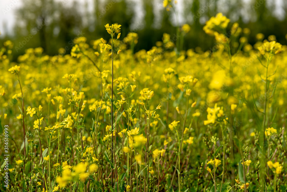 Scenery landscape of mustard field, Pahalgam, Jammu and Kashmir, India. Scenery landscape of mustard field, Pahalgam, Jammu and Kashmir, India.