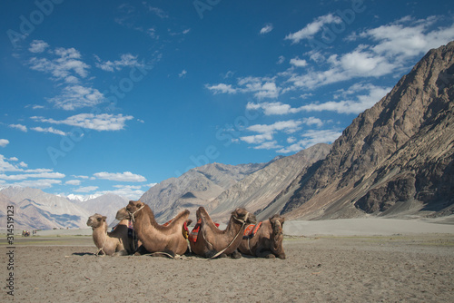 Bactrian Camel at Hunder sand dunes  Nubra Valley  Ladakh  India