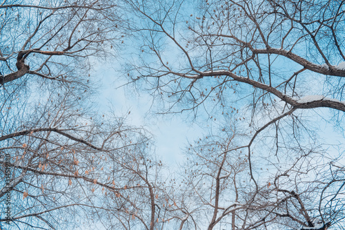 Tree branches against the sky in winter © fizke7