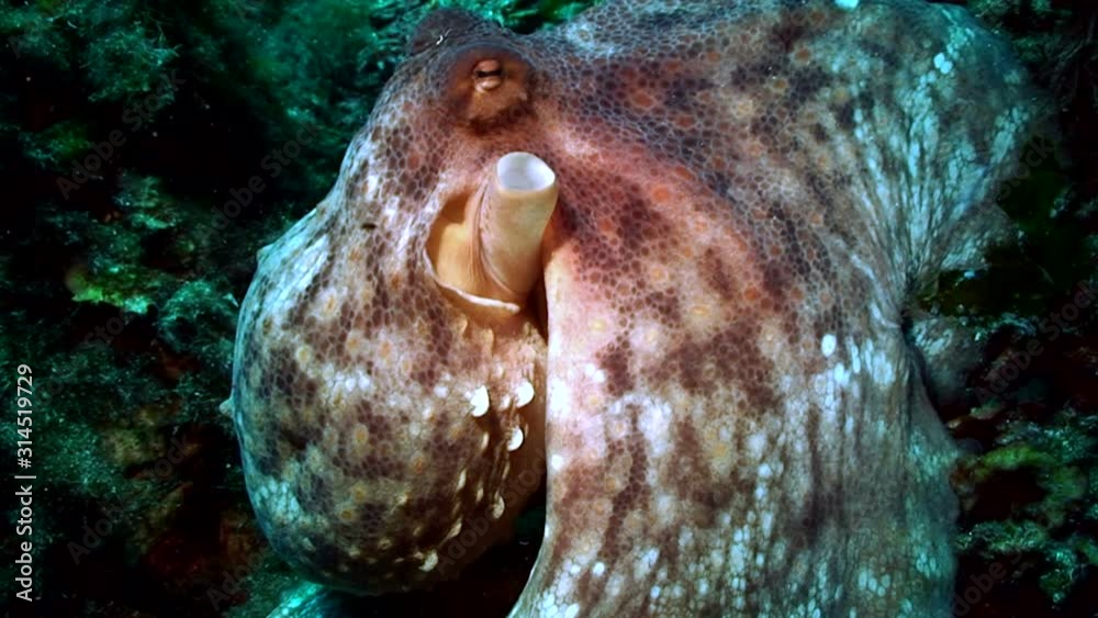 Octopus Octopus