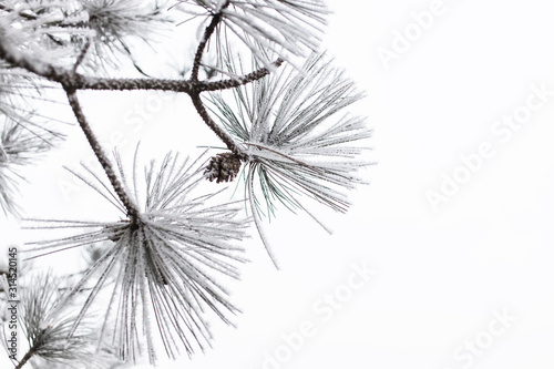 Close-up of a frosted pine tree in winter time