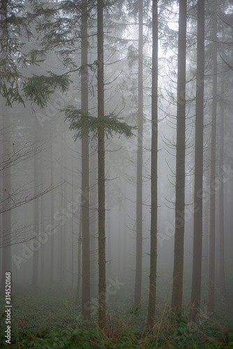 Atmospheric image of a foggy forest