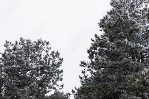 Flock of storks flying above trees in winter time
