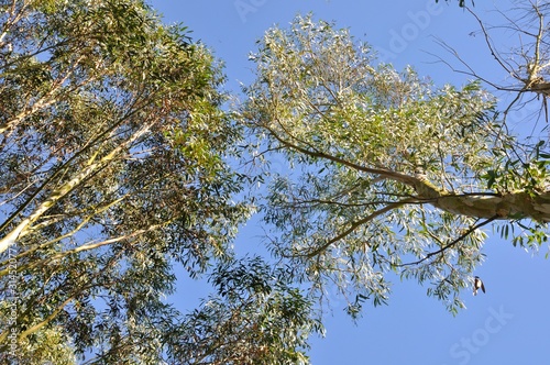 Eucalyptus