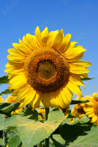 A field of sunflowers. Sunflowers are very useful for health. Sunflower oil improves the skin and promotes cell regeneration.