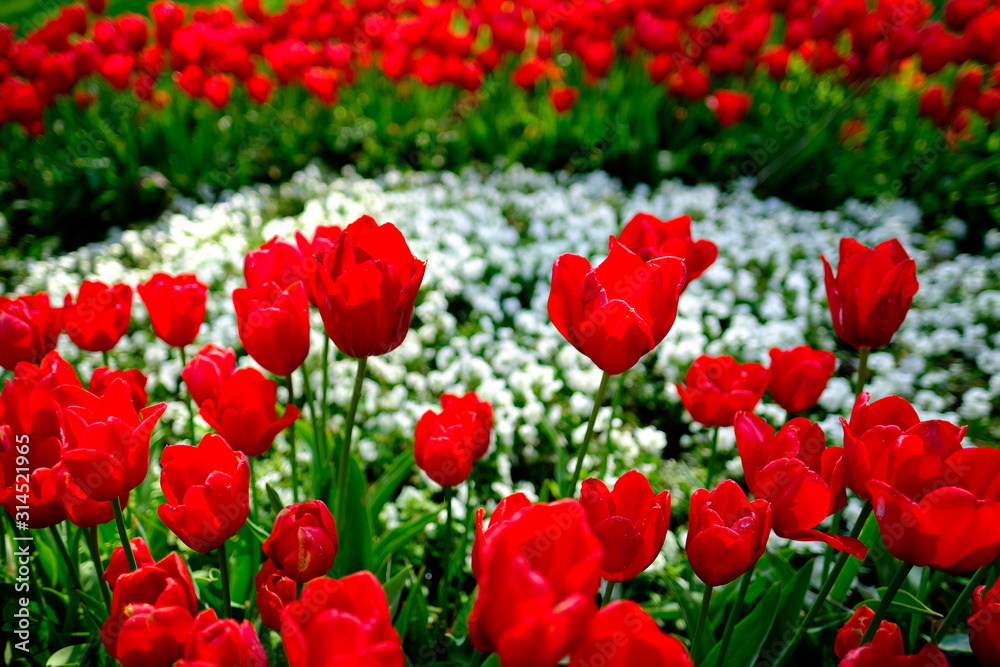A flowerbed of beautiful red kingsblood tulip flower in spring season with blurry flower background.